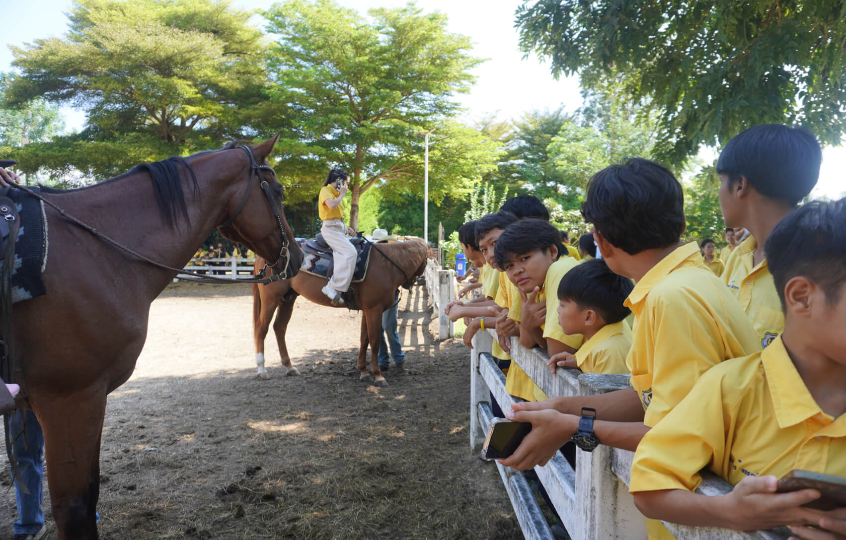 horse